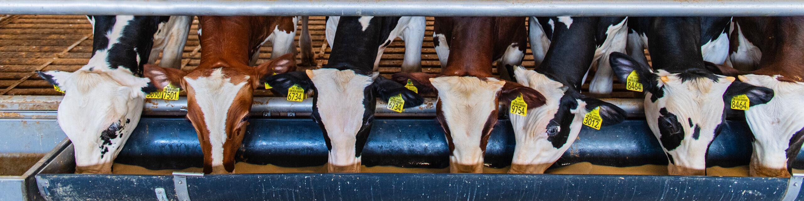 Accountmanager Buitendienst Kalverhouderij – België