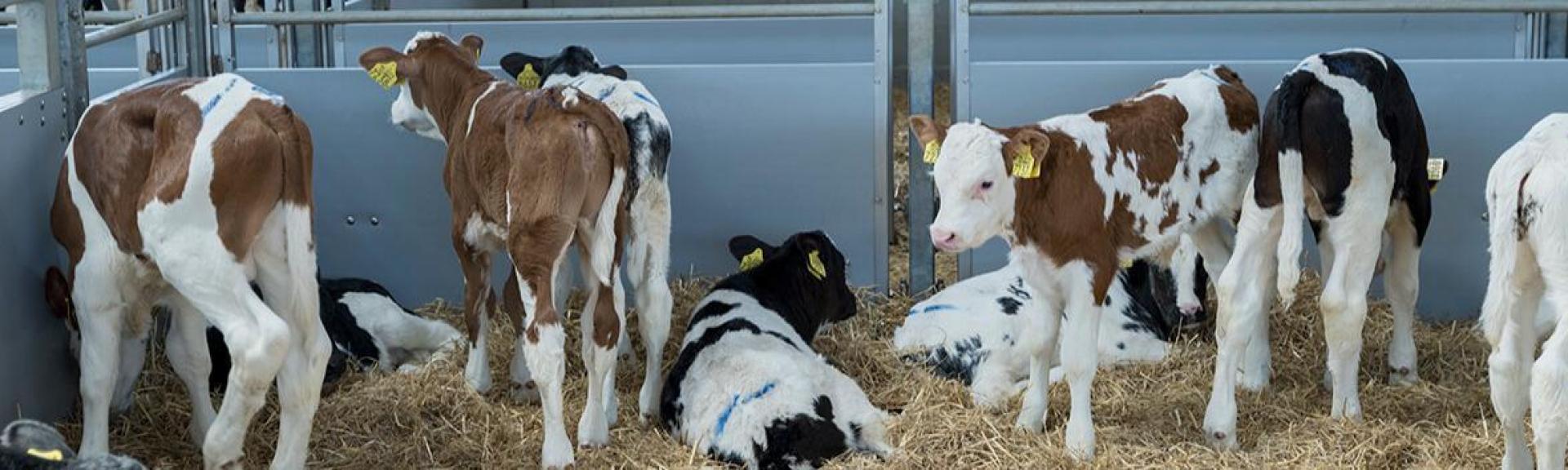 Buitendienstmedewerker Veehouderij